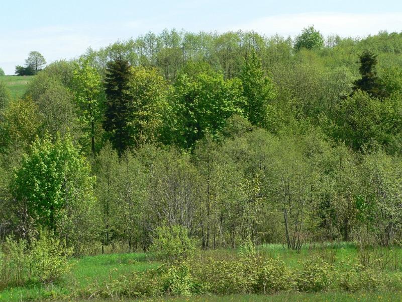 wiosna 2008_27.jpg